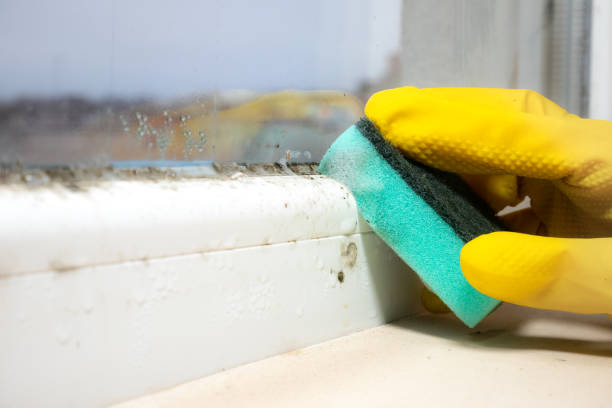 Best Toxic Mold Removal  in Good Hope, AL