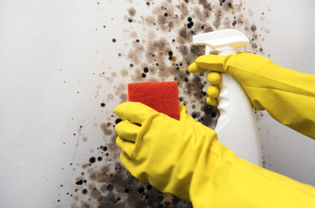 Best Certified Mold Removal  in Good Hope, AL