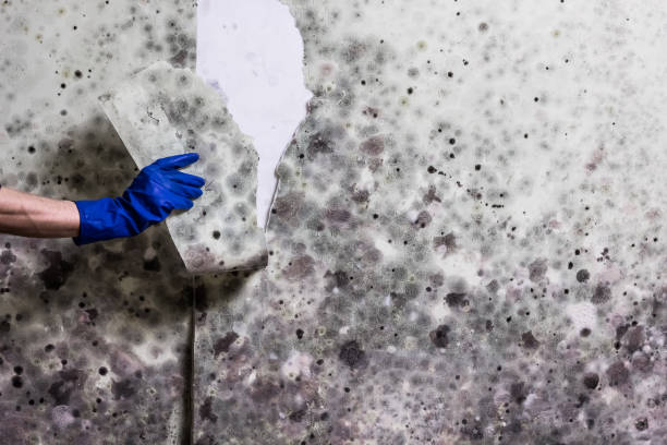 Best Residential Mold Removal  in Good Hope, AL